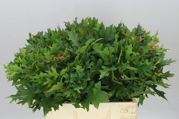 Quercus Palustrus 60 cm