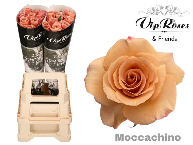 R Gr Moccachino X40 70 cm