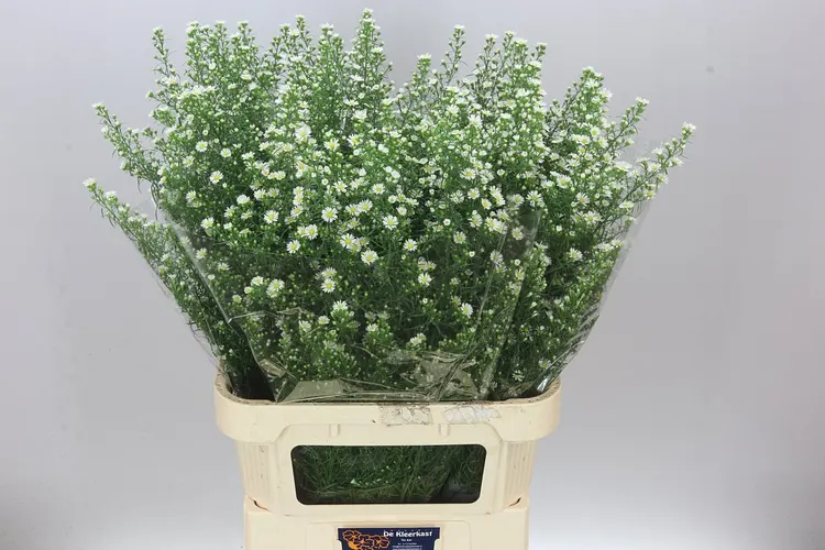 Astry / septembrovky (September Flower)