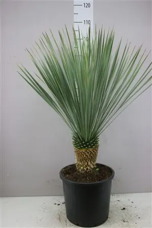 Yucca Rostrata črepník 28 cm