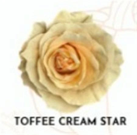 Ruža farbená Toffee Cream Star, Ekvádor 50 cm
