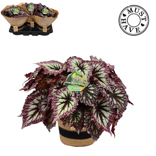 Bladbegonia Rex 17 Fireworks In Jutte Mand 'must H črepník 17 cm