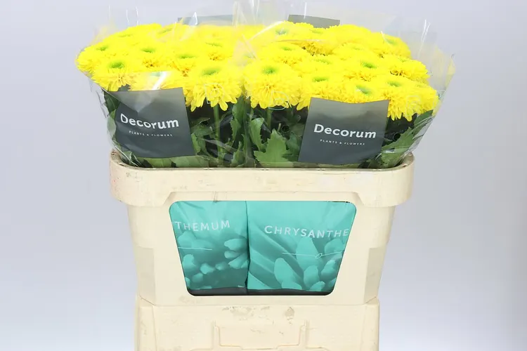 Chr G Brasiliana 70 cm
