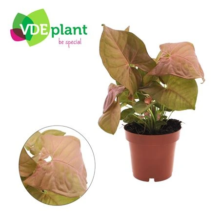 Syngonium Neon črepník 12 cm