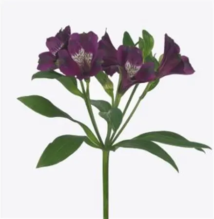 Alstro Carline 75 cm