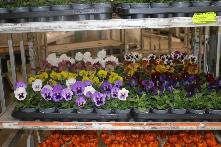 Viola De F1 Mixtrolley črepník 9 cm
