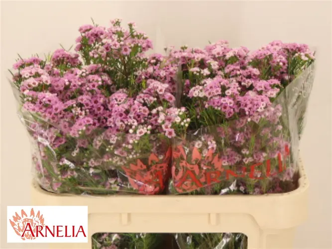 Voskovka Giselle 70 cm