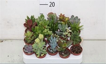 Sukulenty mix črepník 5,5 cm