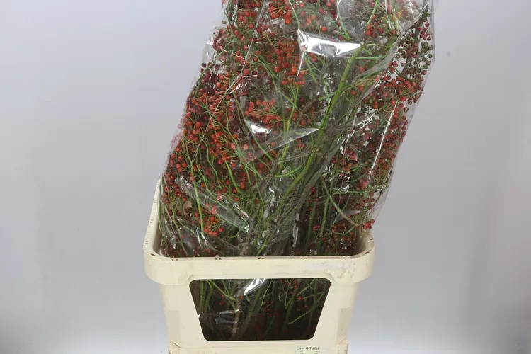 Rozenbottel Corallo 110 cm