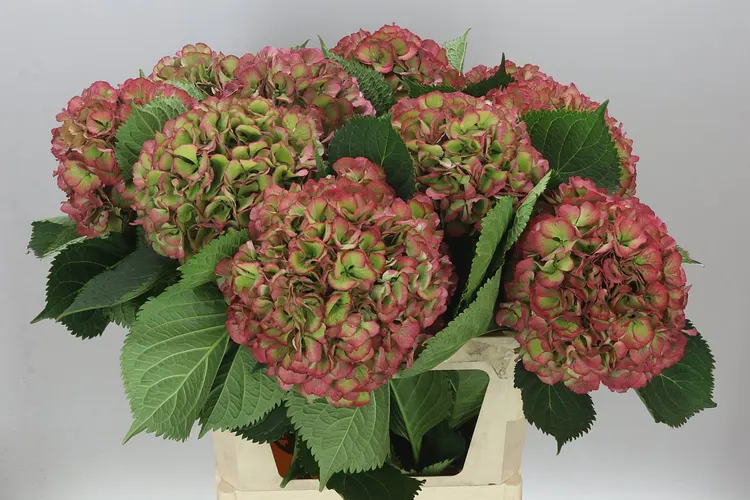 Hortenzia Elbtal Classic Green Red (vuurbaak) 80 cm