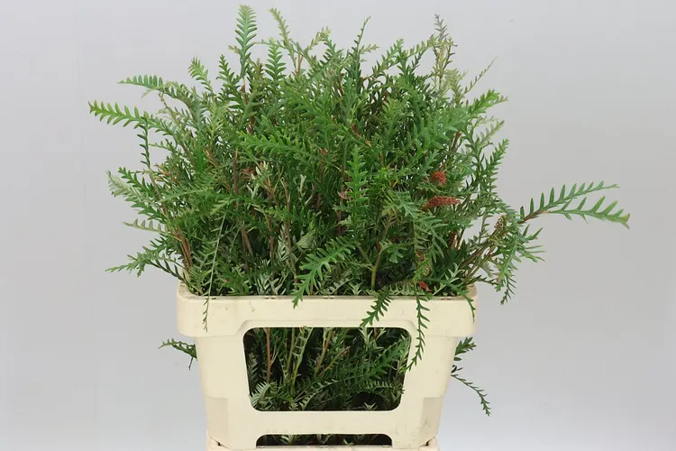Grevilea Ivanhoe 60 cm