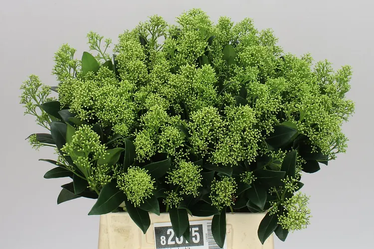 Skimmia J Frank White 45 cm