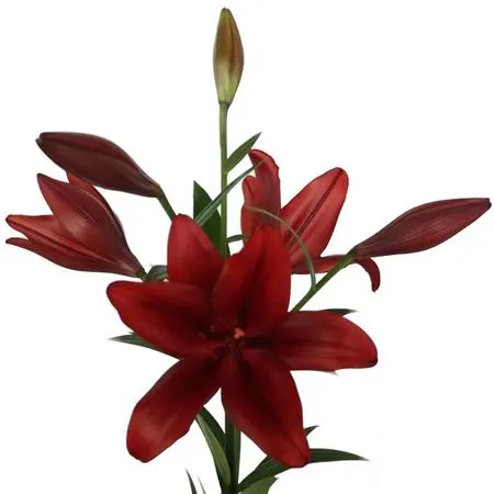 Lil La Red 3+ 80 cm