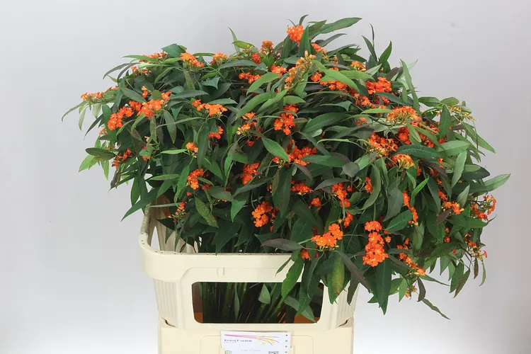 Euphorbia F T Queen Orange 80 cm