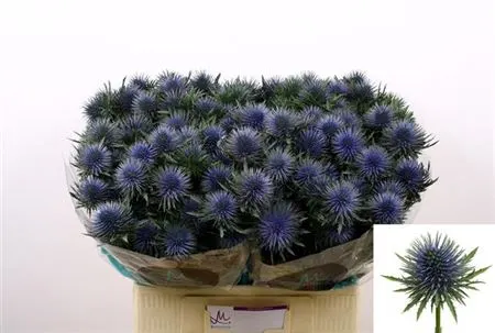 Eryngium Magnetar 40 cm