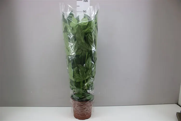 Fatsia Japonica črepník 21 cm