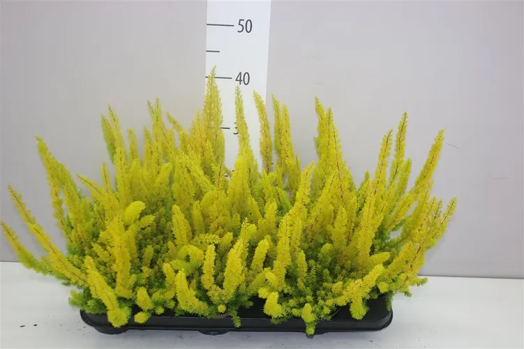 Vresovec Arborea African Gold črepník 10 cm