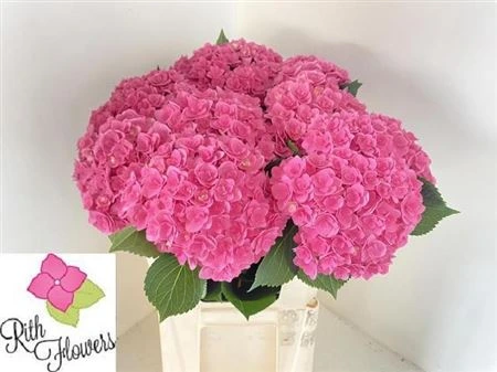 Hortenzia Kiss 80 cm