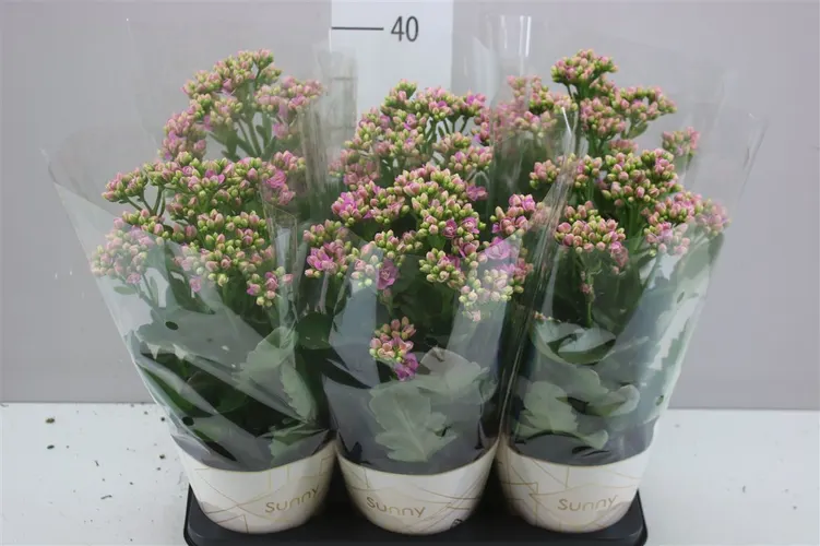 Kalanchoe Sunny Pink črepník 14 cm