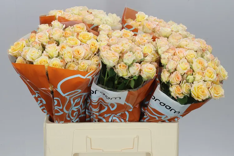 Rosa Tr Sweet Chablis 60 cm