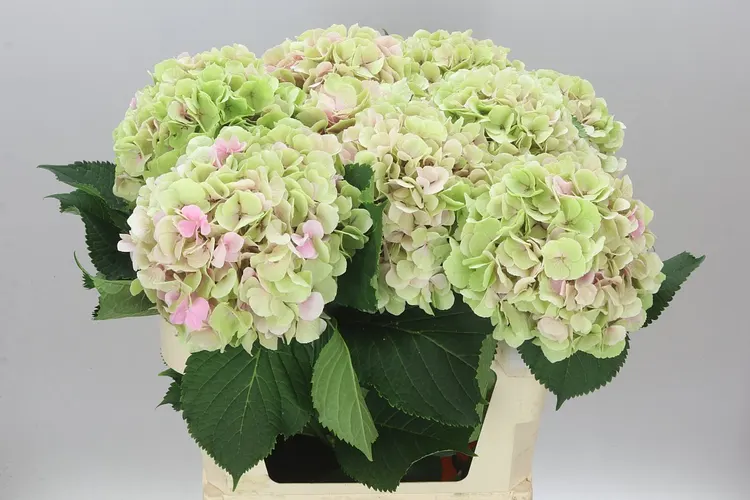 Hyd Verena Pink Classic 80 cm