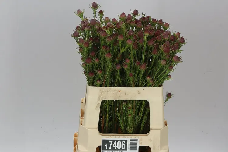 Leucadendron Jubilee Crown Spray 60 cm