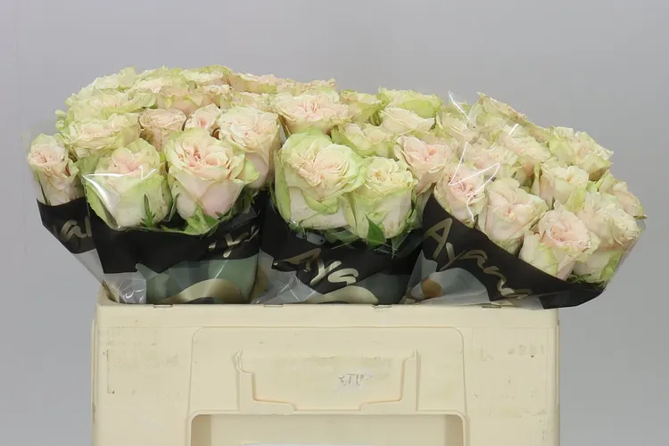 Rosa Gr Country Secret 50 cm