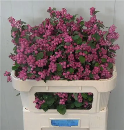 Symph Ruby Giant 70 cm