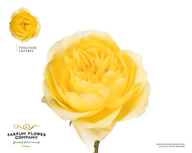 Rosa Gar Scented Toulouse Lautrec 50 cm
