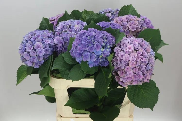Hyd Majestic Lilac 80 cm
