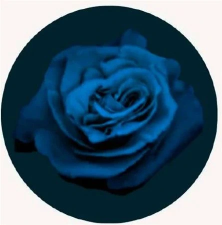 Ruža farbená Glow Blue In The Dark, Ekvádor 50 cm