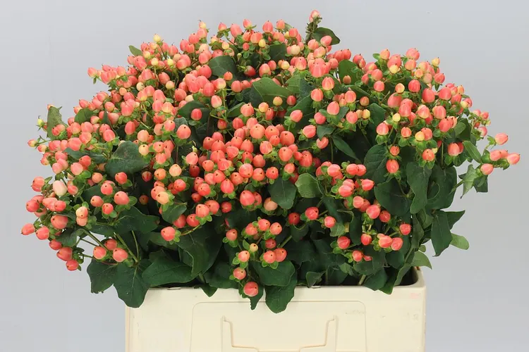 Hyperikum Mag Royal Princess 60 cm
