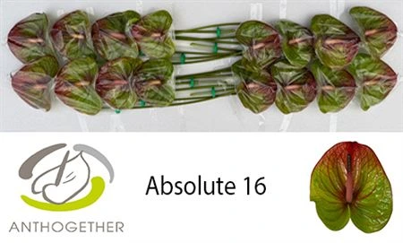 Antúrium Absolute