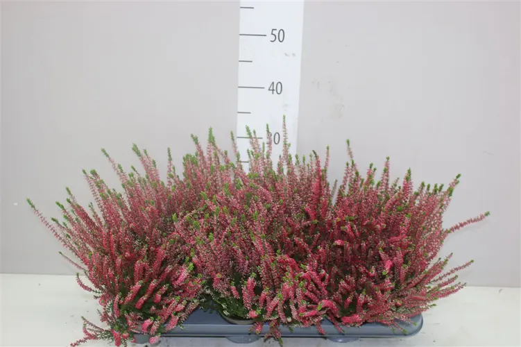 Calluna Beauty Ladies Rood črepník 9,5 cm