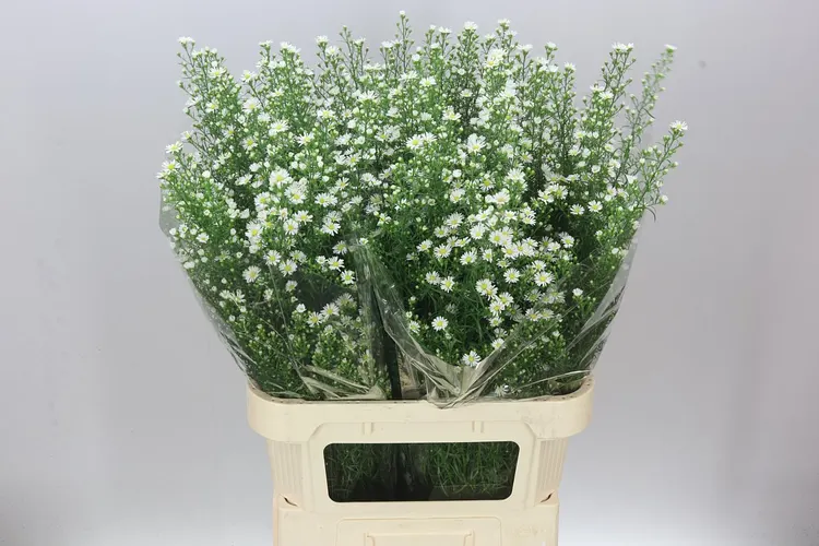 Aster Monte Cassino 90 cm