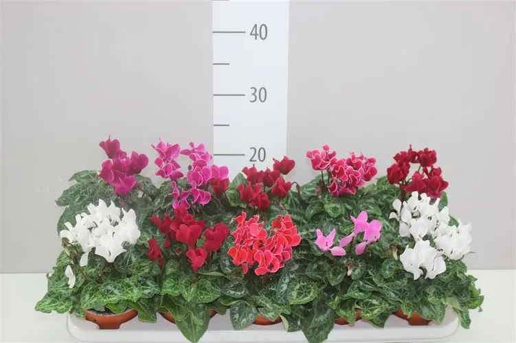 Cyclamen Kl Super Carino Gemengd črepník 10,5 cm