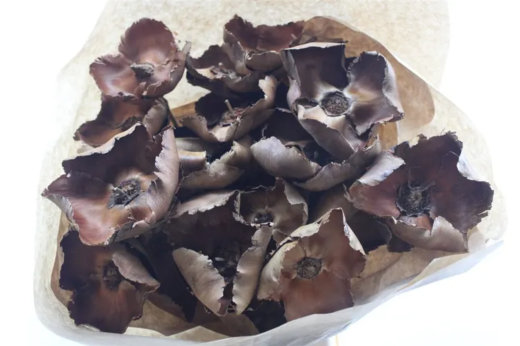 Palmcup Natuur X25, sušené 50 cm