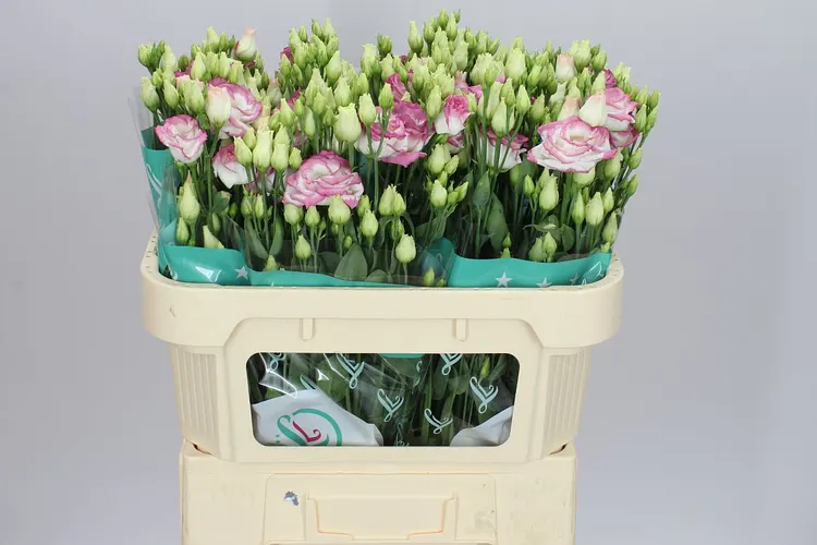 Eust Du Croma Bridal Kiss 72 cm