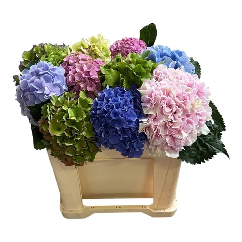 Hyd Mixed 50 cm