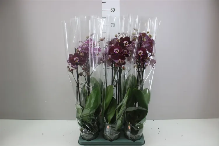 Orchidea Phalaenopsis Magdalena, 2 výhony črepník 12 cm