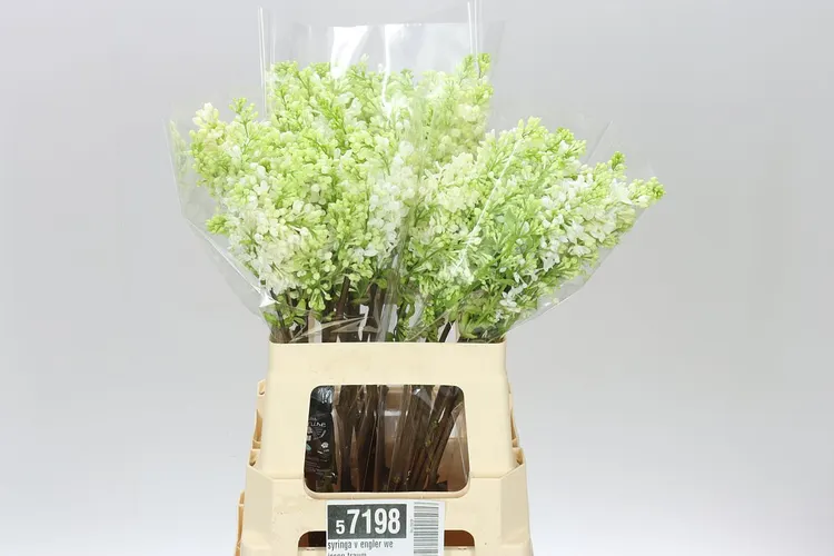 Syringa V Engler Weissen Traum 60 cm