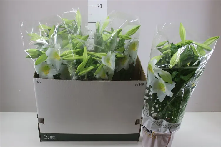 Ľalia Longiflorum Miracle 5pp črepník 19 cm