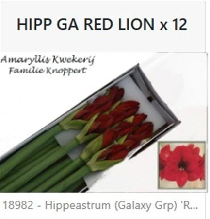 Amarylis Red Lion 80 cm