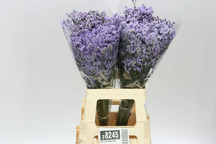 Lim. Sin China Lavender 70 cm