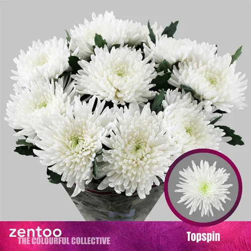 Chr G Topspin 70 cm