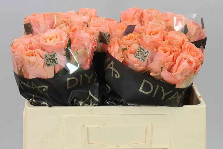 Rosa Gr Charming Reeva 50 cm