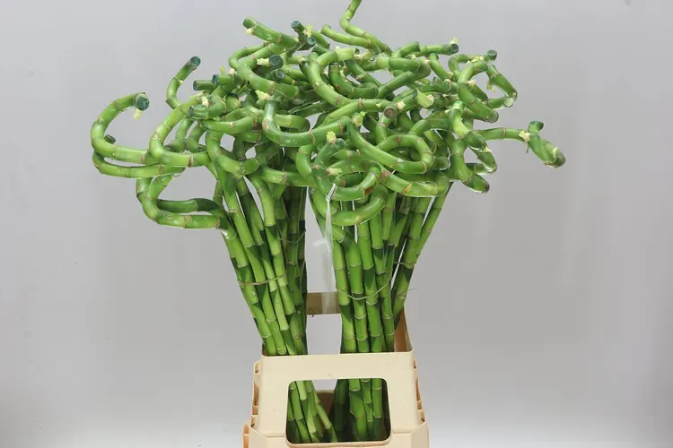 Lucky Bamboo Twisted 80 cm