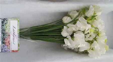 Lathyrus White Box 35 cm