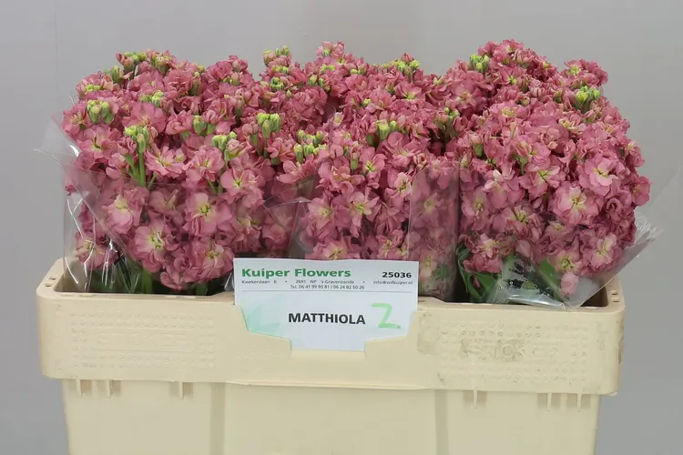 Matthiola Champagne 52 cm