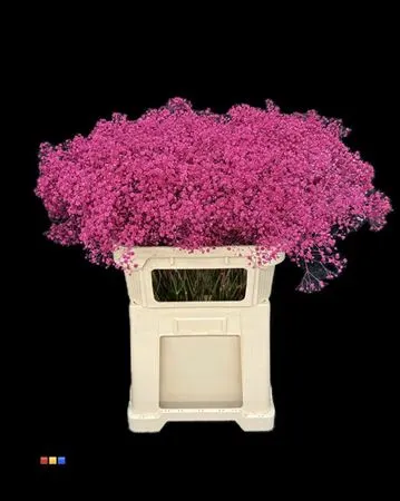 Gyps Xlence Cerise 80 cm